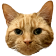 HypeJudge