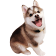 HypeHay